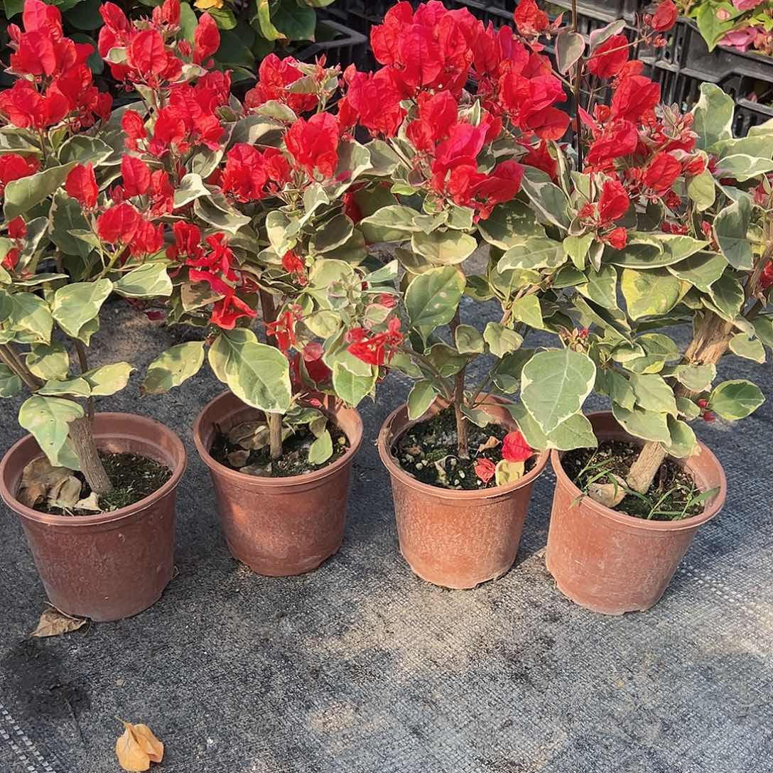 大部分花苞少量开放孟加拉红掌中宝一颗