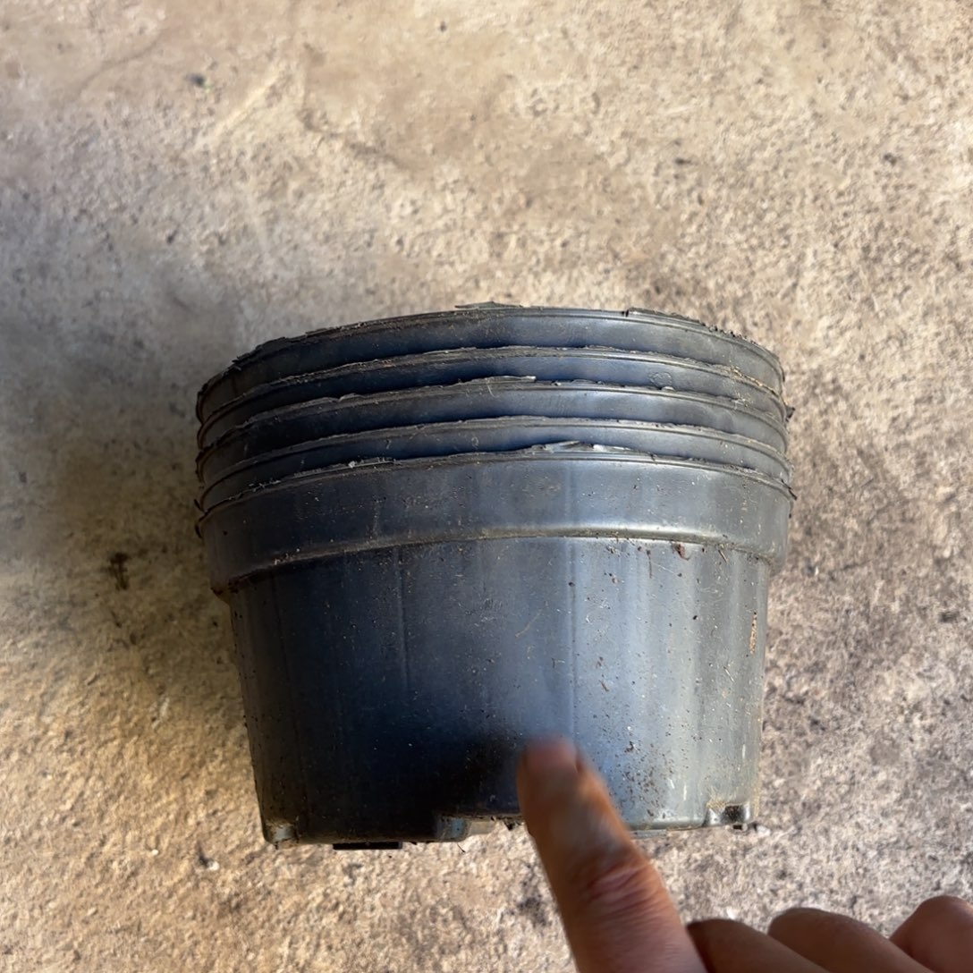 黑色矮泡盆17口径发35个