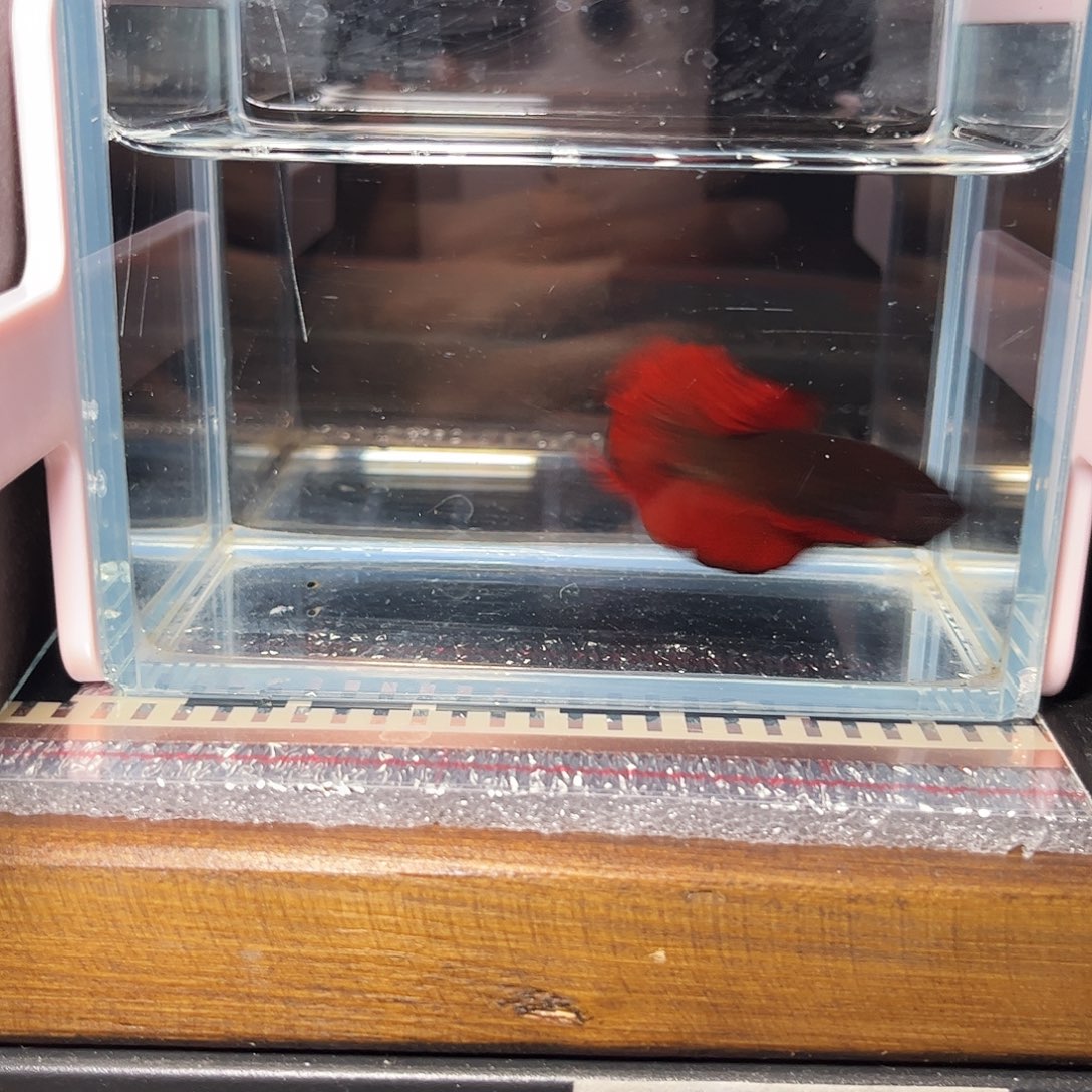 海水鱼宙斯斗鱼竞拍12-17