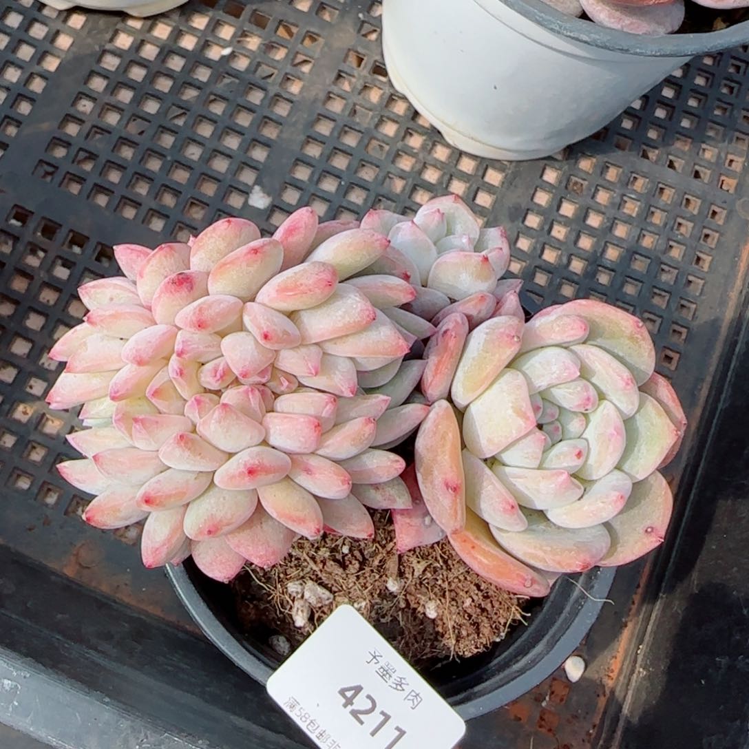 橙子小树缀化，4211多肉