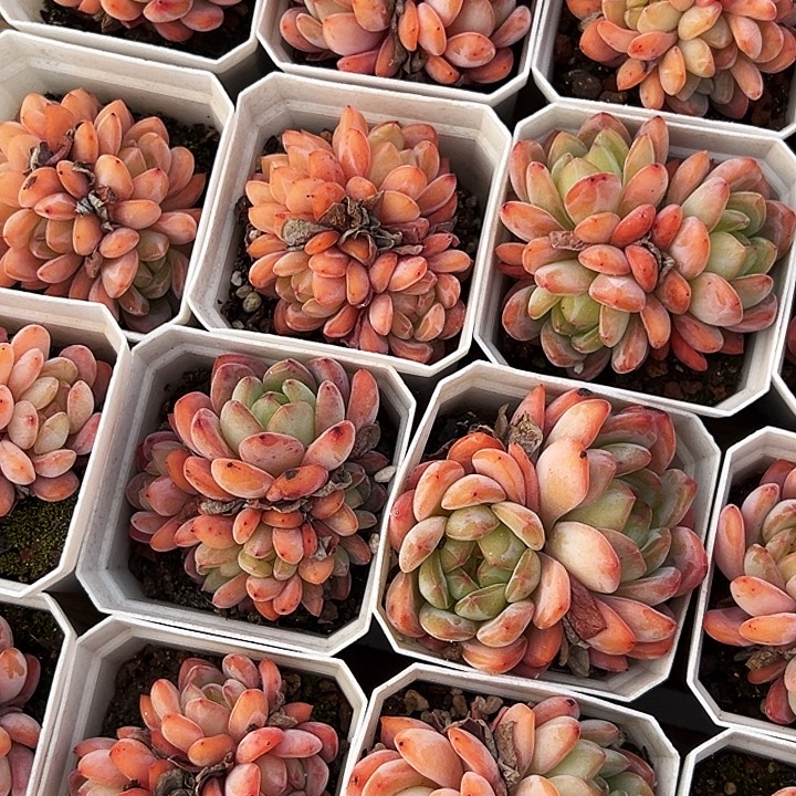 全明星         福利多多