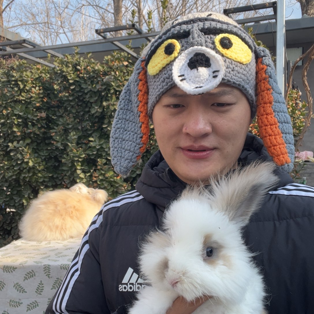 双血统英系安哥拉兔