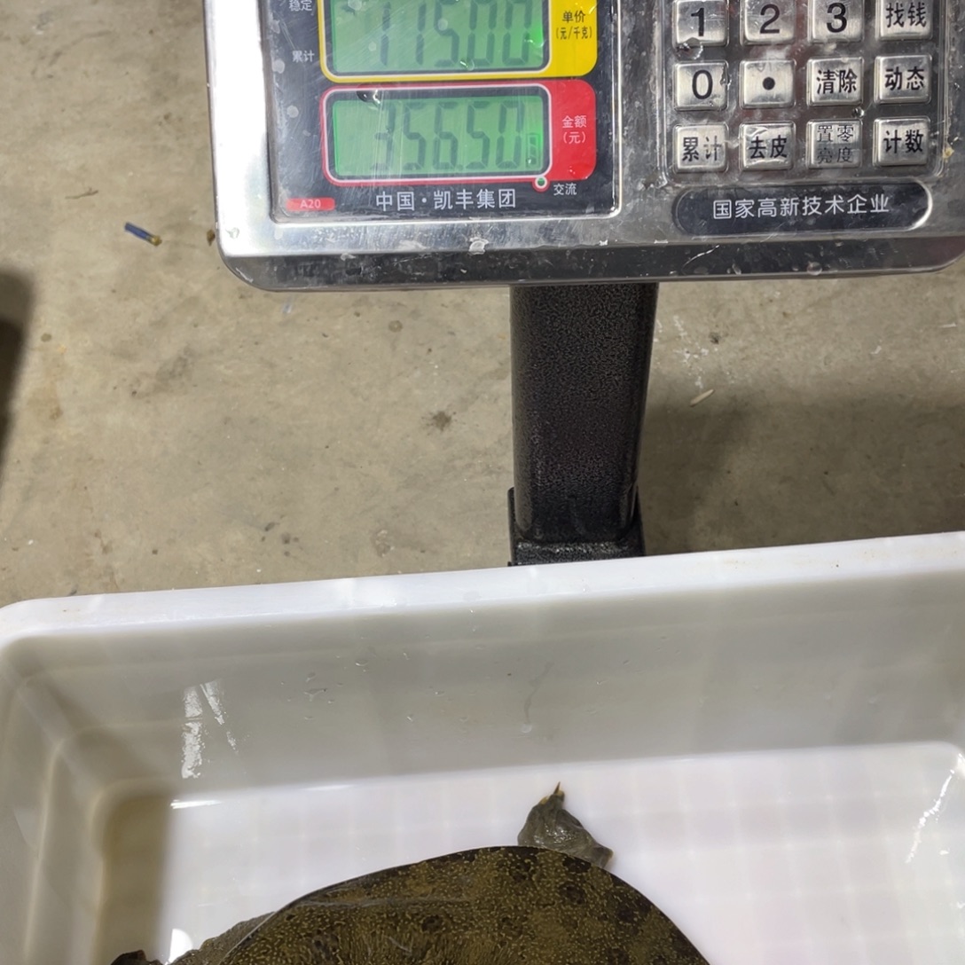 中国大陆野生甲鱼包邮