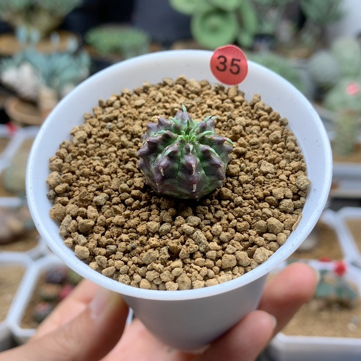 小法丽达大戟实生脱土