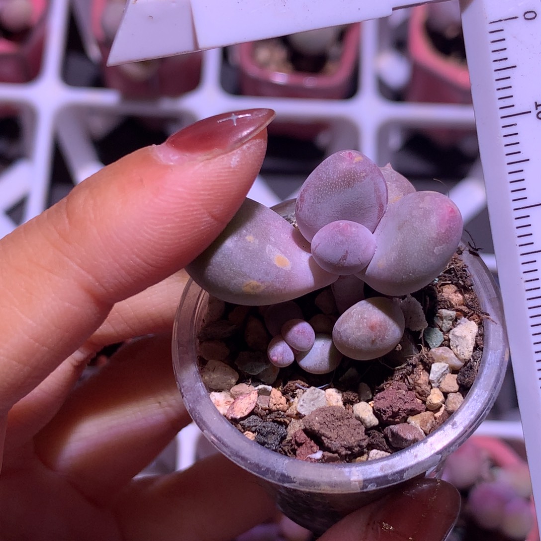 黄金鸡蛋大叶奶哦