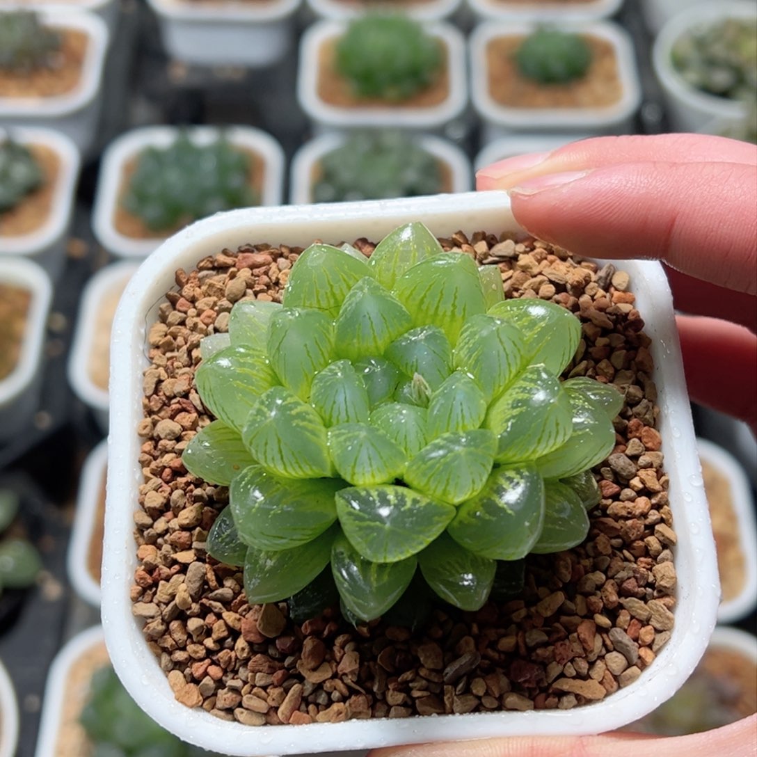 雪花玉露多肉植物