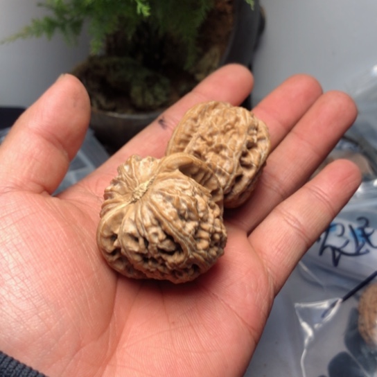 文玩核桃手把件白狮子