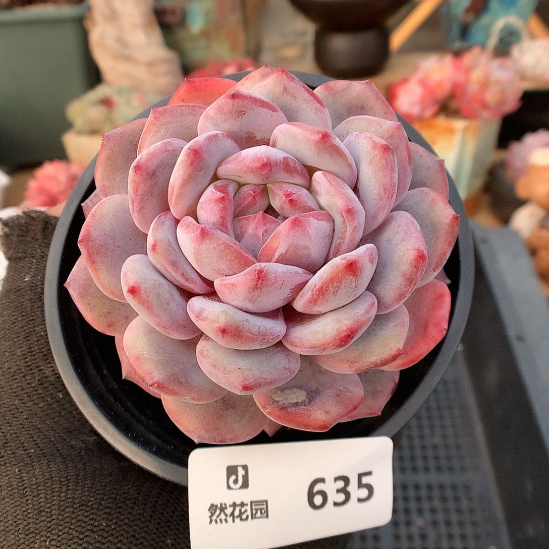 635星影多肉植物5555