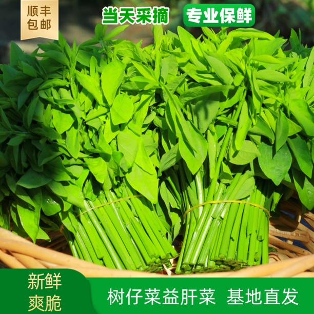 2斤树仔菜五指山野菜益肝菜天绿香潮汕特色蔬菜（顺丰快递）