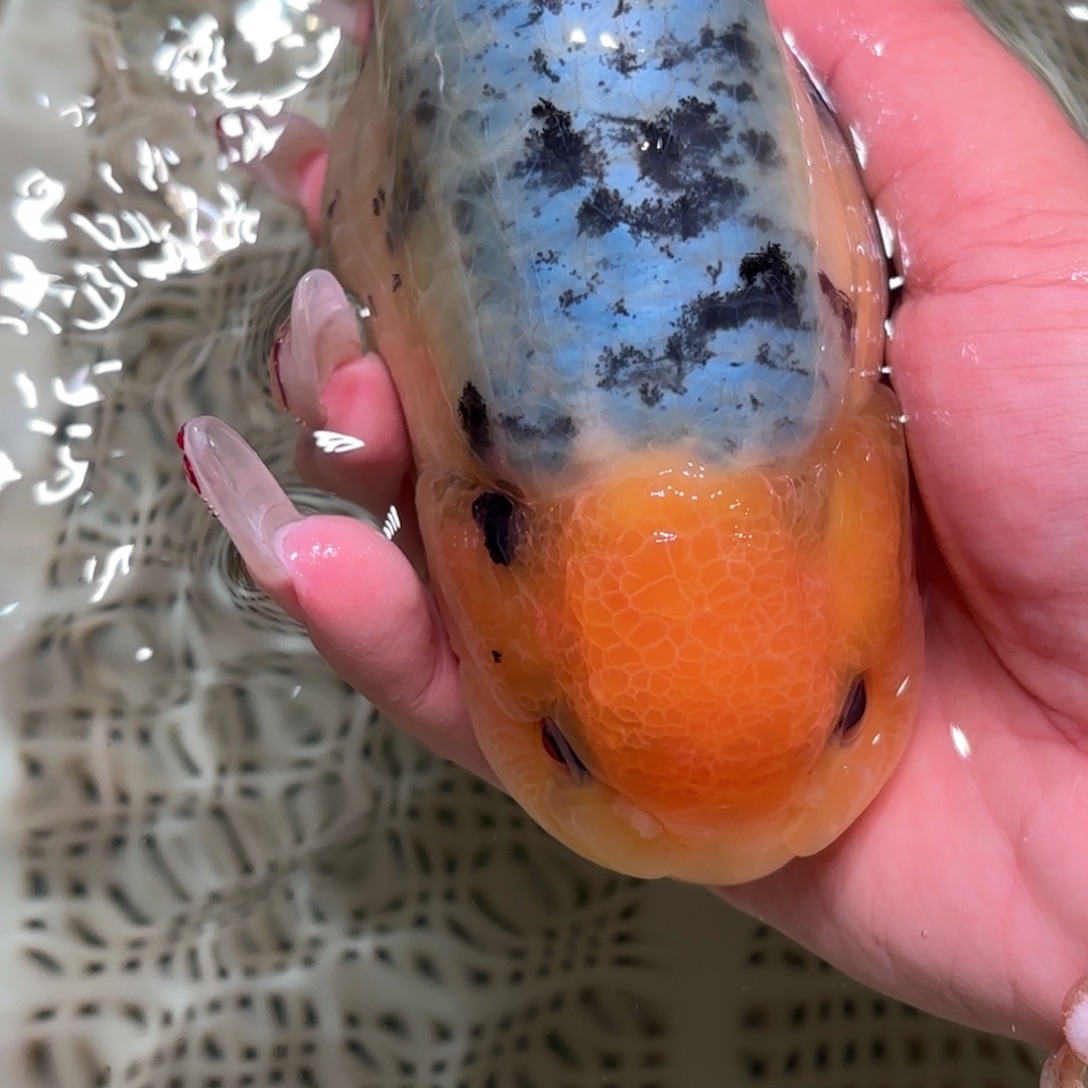 我***鱼金鱼拍包装包邮不拍包装运费到付