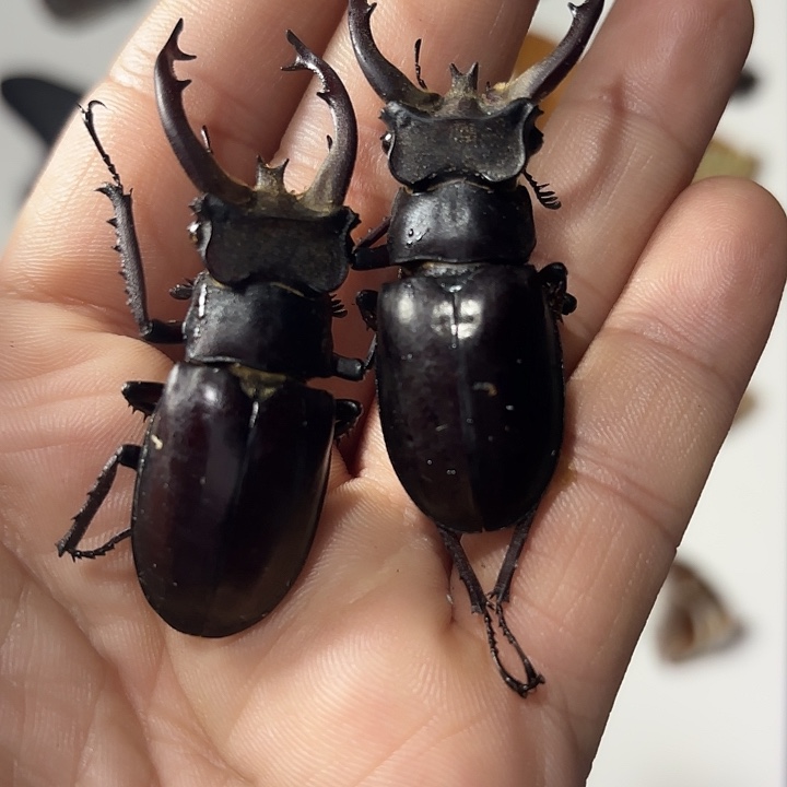 深山锹甲两只大牙