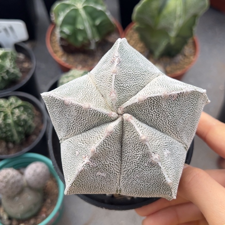 实生白沙鸾凤玉仙人球