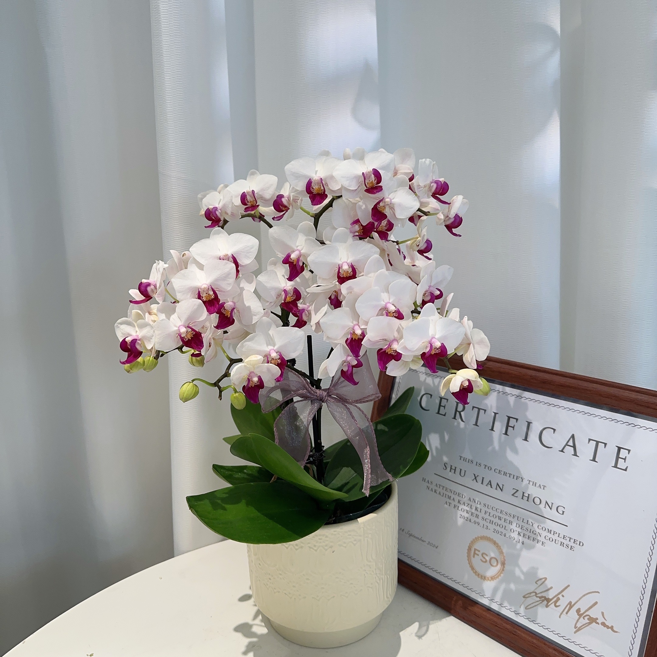  家成开年礼【小红唇】轻奢精致组盆蝴蝶兰室内植物好养2-2