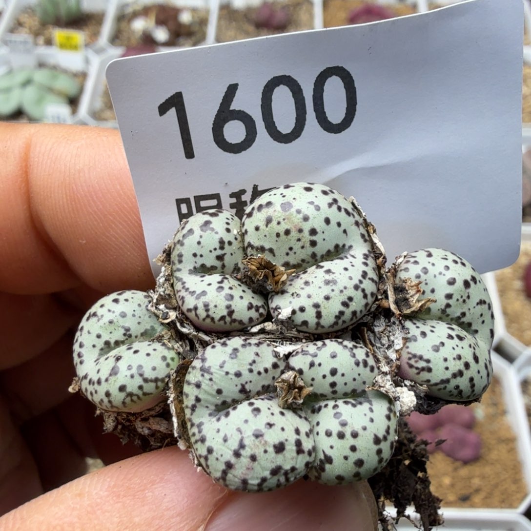 多肉植物多肉多肉