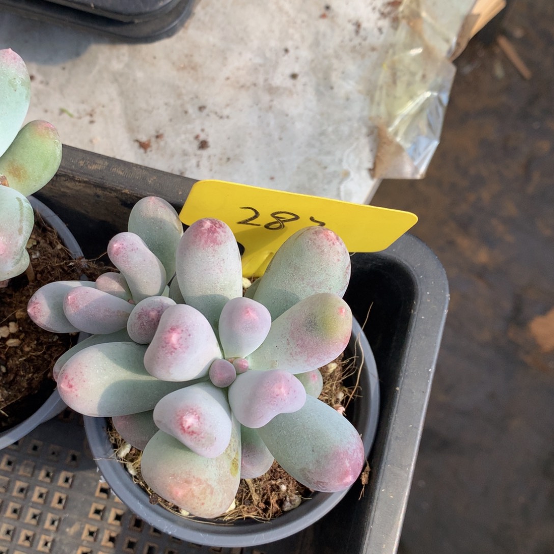 你们爱727283838838