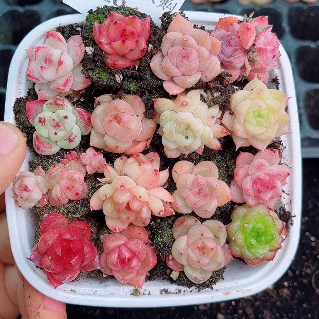 娇**儿1-913 新疆西藏内蒙不发 年货后初7初8发货