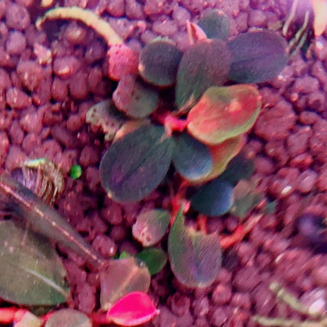 无花朵福利厚海福利价植物一头