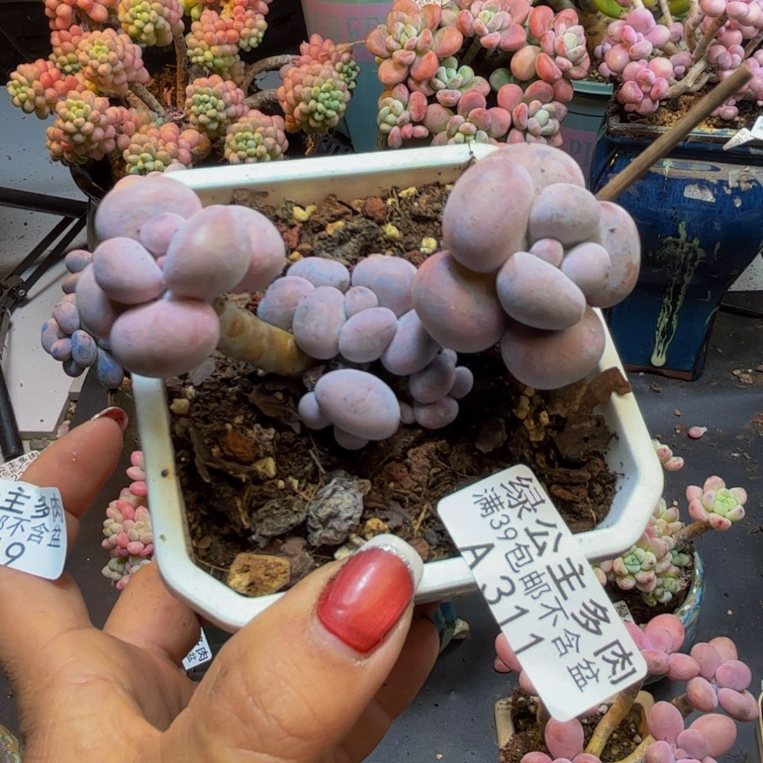 橙奶311/8cm多肉多肉