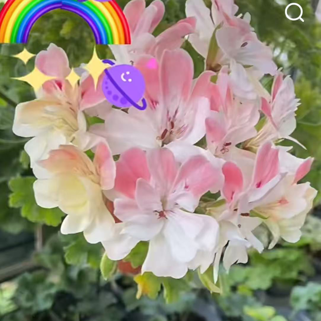 《里伯河》兽系天竺葵