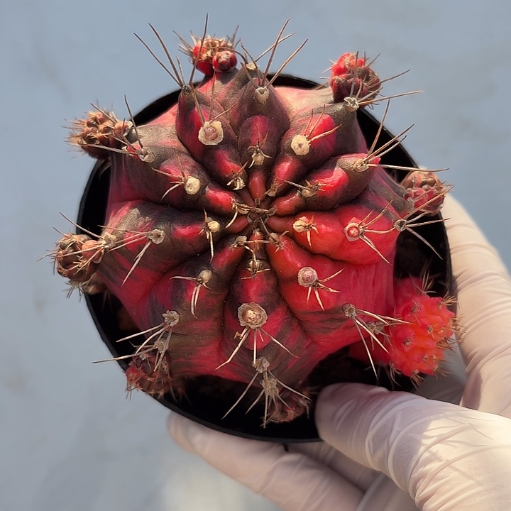 光辉牡丹锦仙人球123