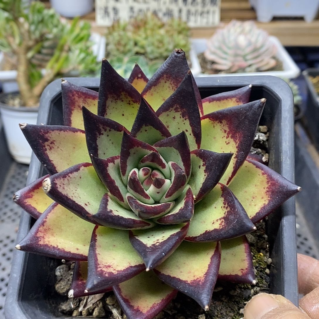 02116 状态乌木 需延时发货