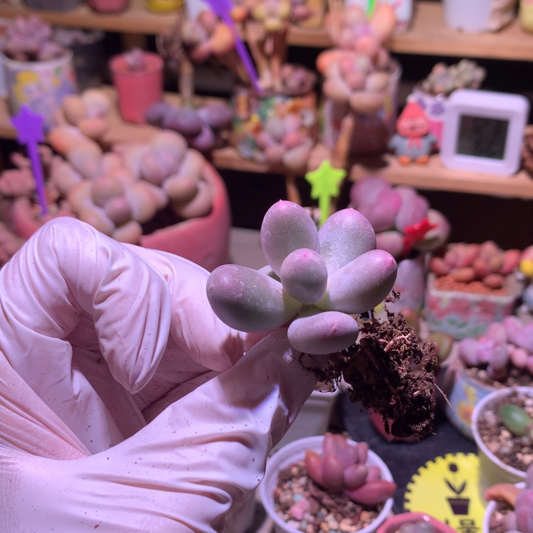 米可奶酪多肉米可奶