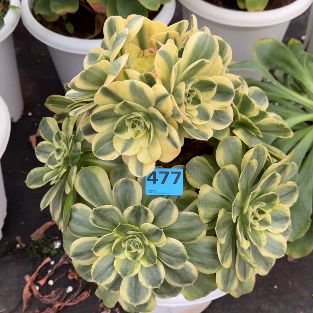 随*477香炉盘锦发货