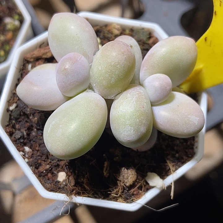 多肉植物蛋黄奶638