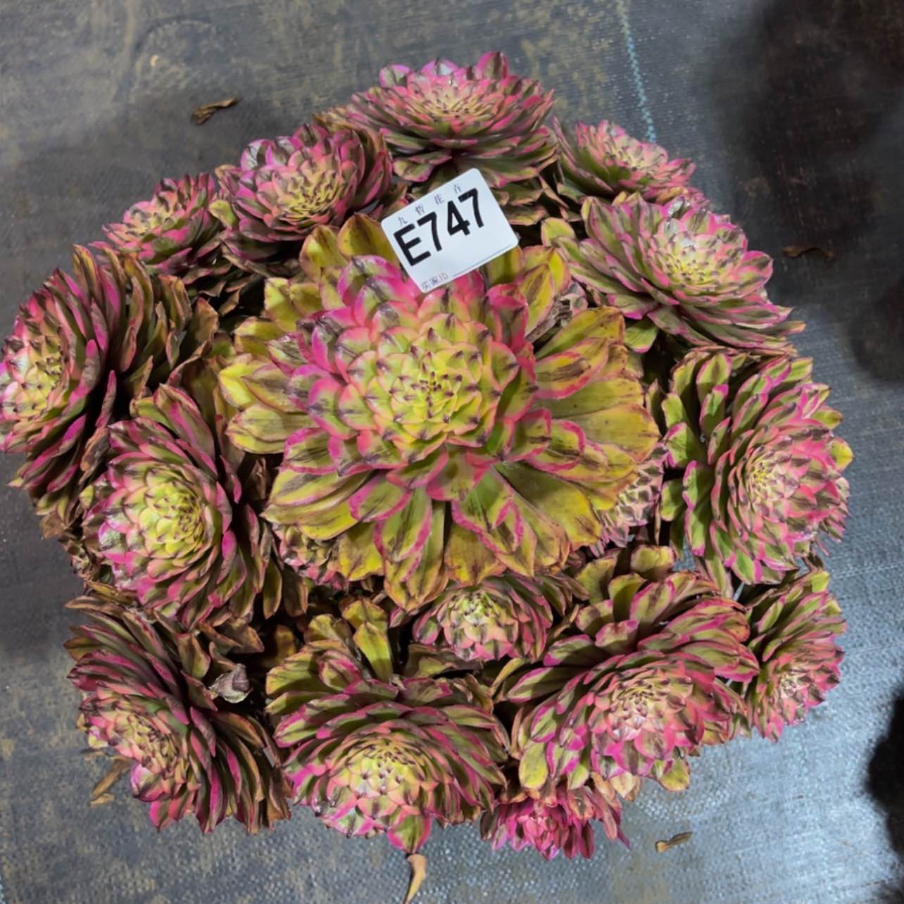 【闪购商品】74700