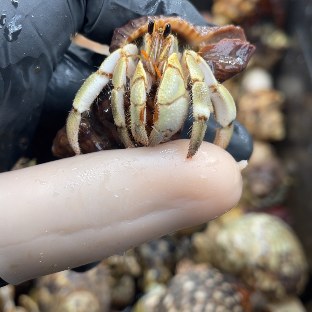 不退不换活体宠物88