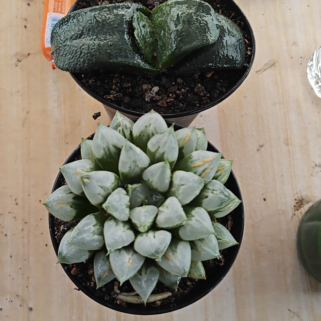 两颗多肉植物原盆土