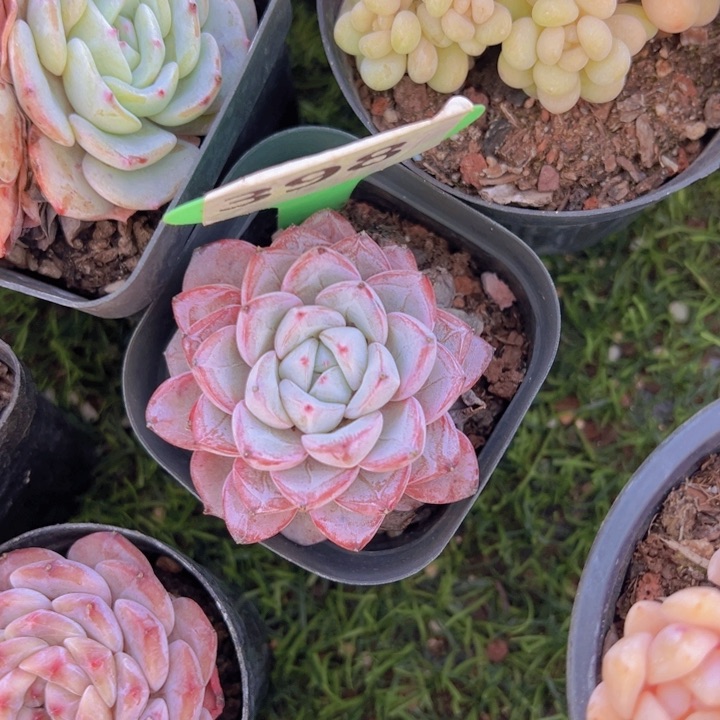 健健康康平平安安