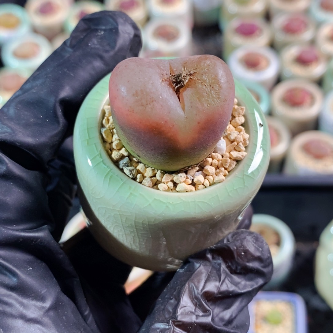 奥****姜3546-一物一拍 带盆