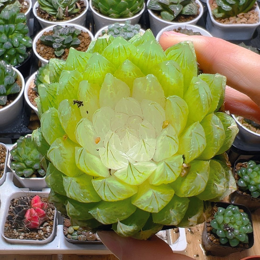 白莲花玉露多肉多肉多肉