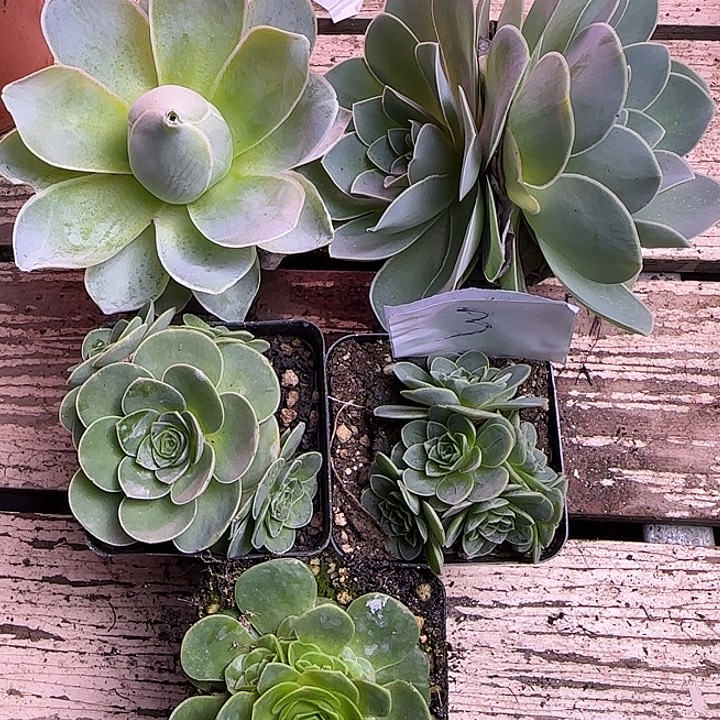 山地玫瑰一物一拍带盆发3号