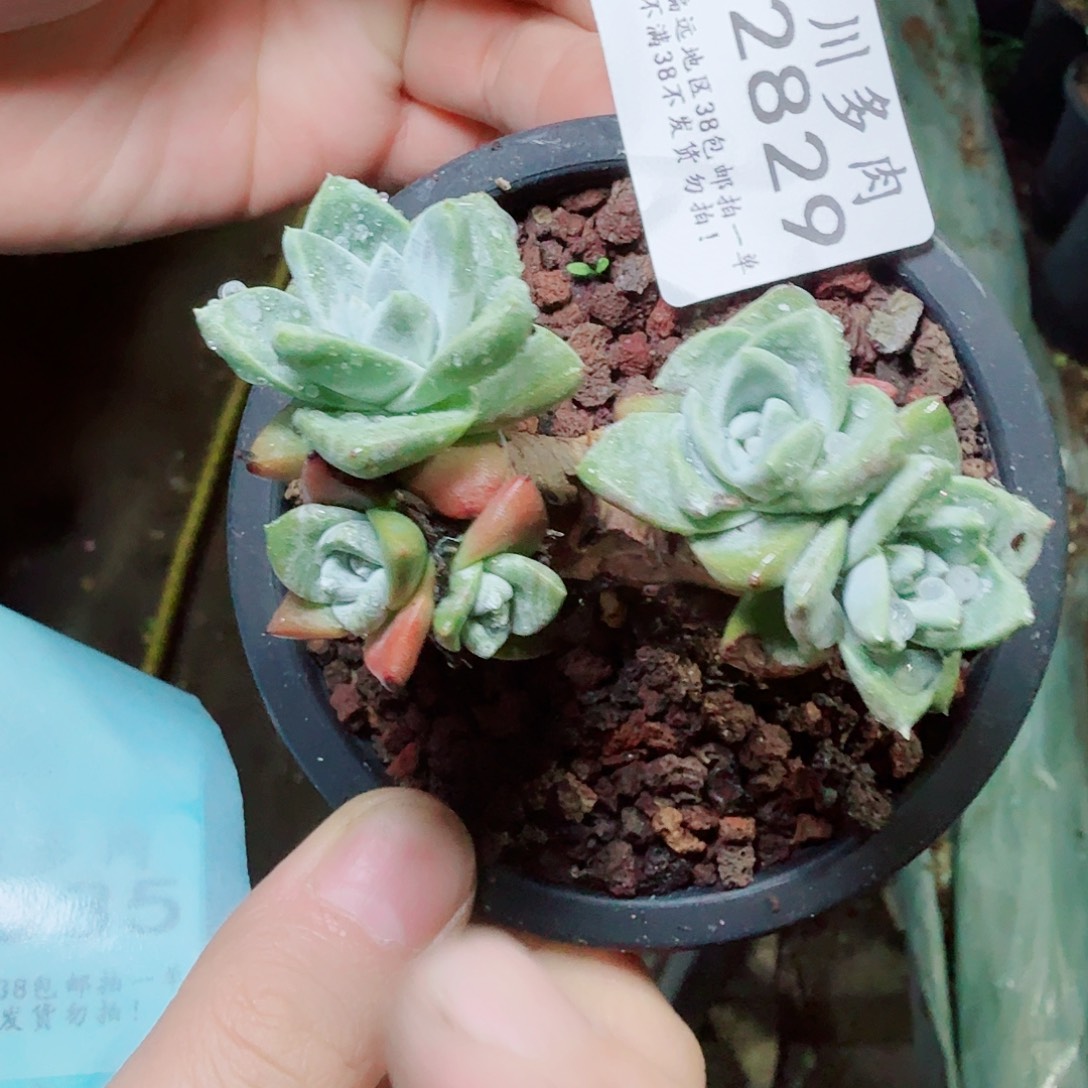 2829刘丹白毫苹果叶多肉