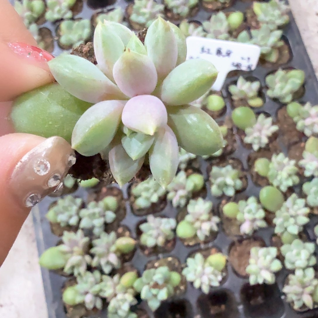 红象牙穴苗3颗一组