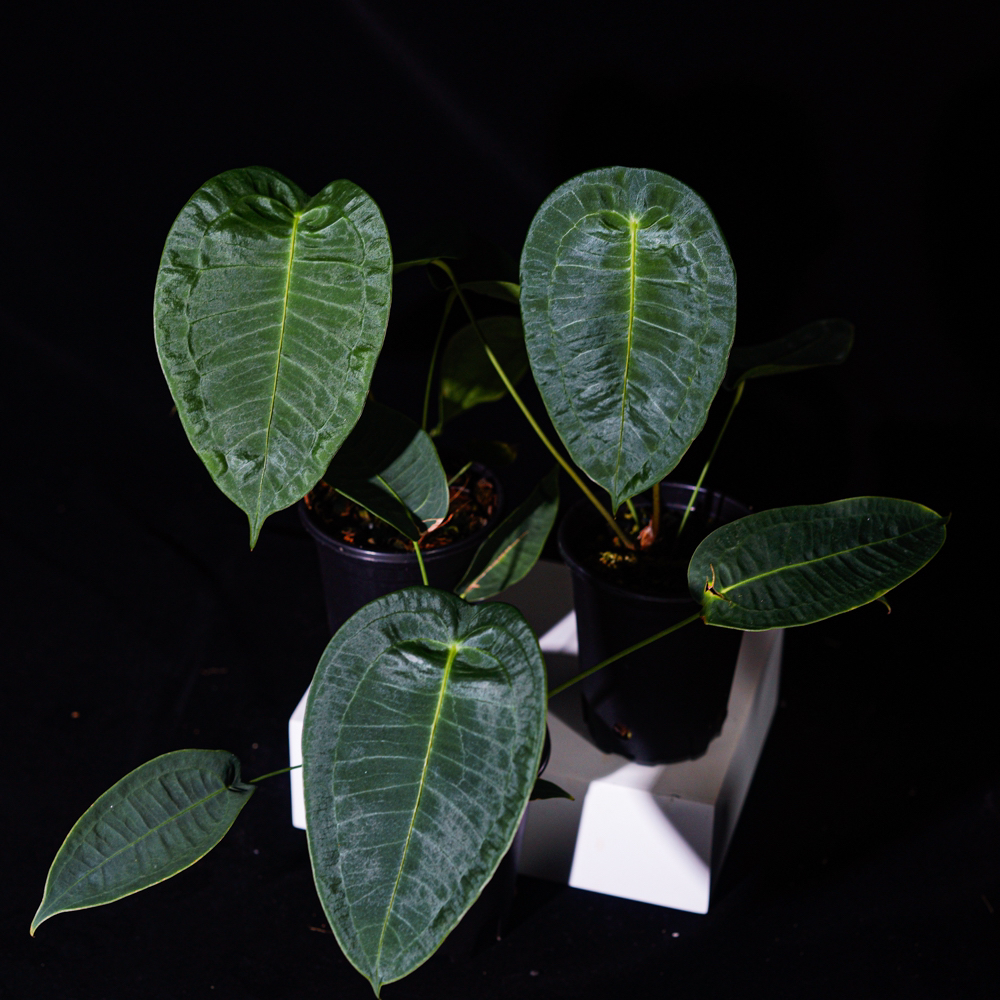南美进口养定盆骨盾花烛+转盘定花烛组合 随机发