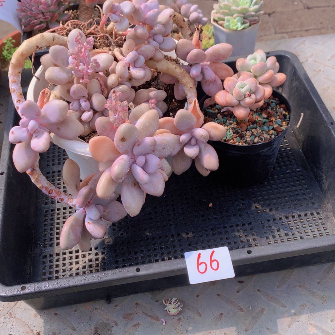 一单包邮框拍0066