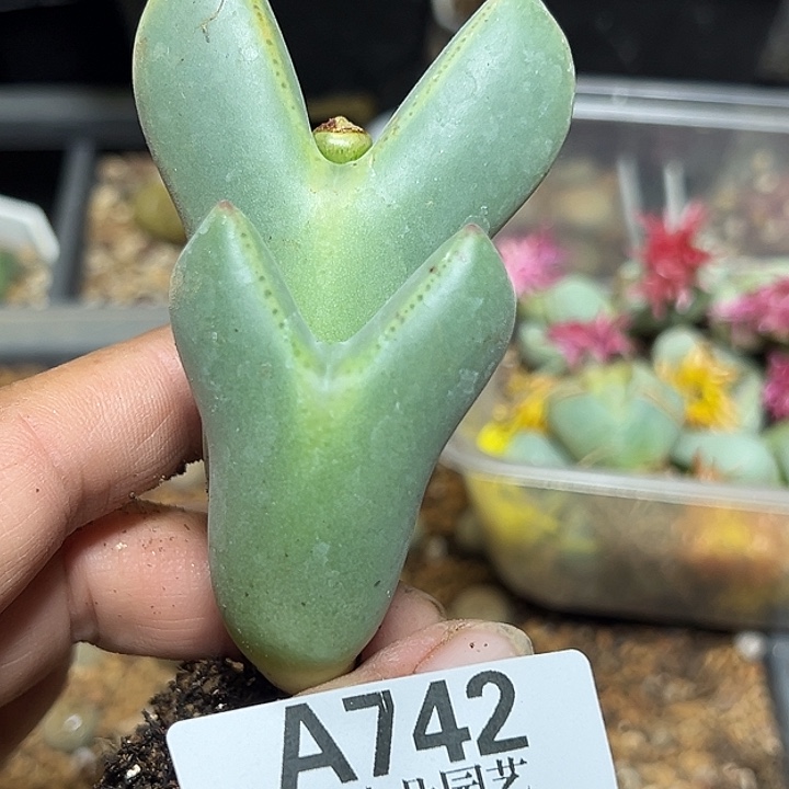 王***的742号大将多肉植物