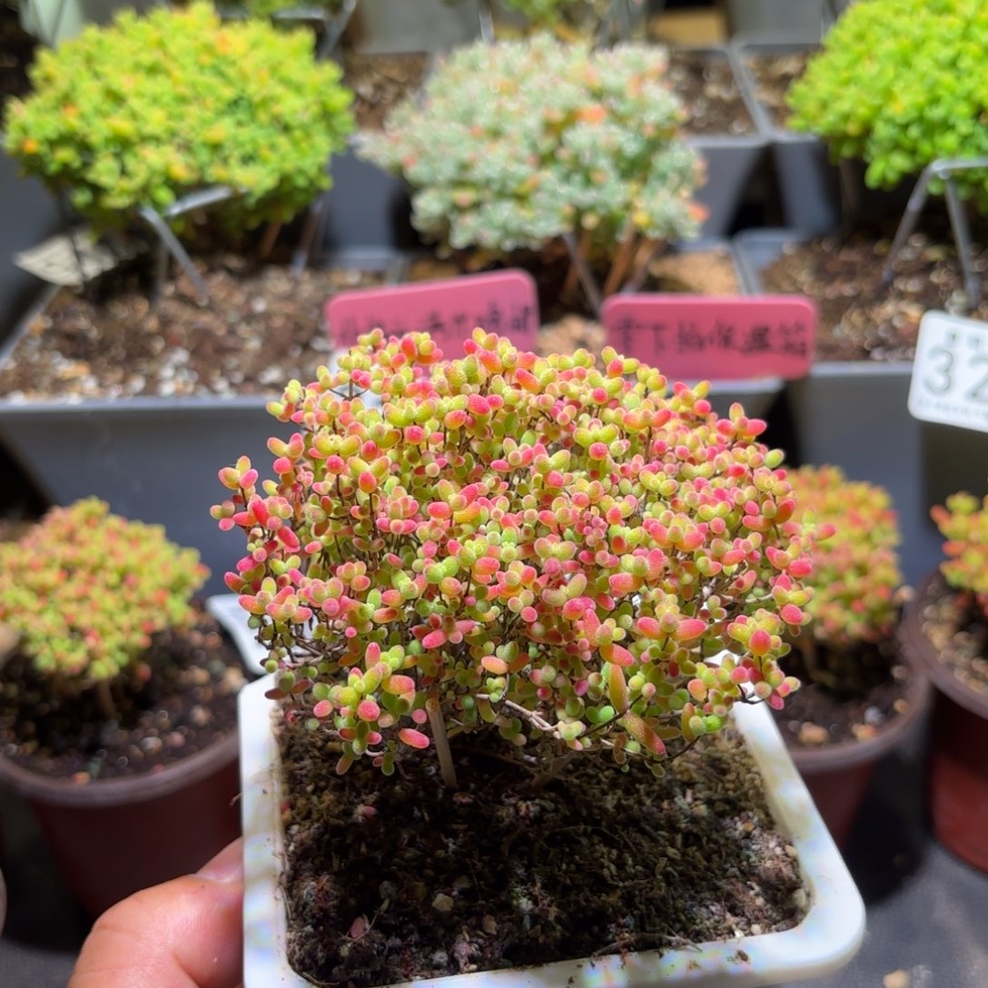 枝干番杏密橘糖球275