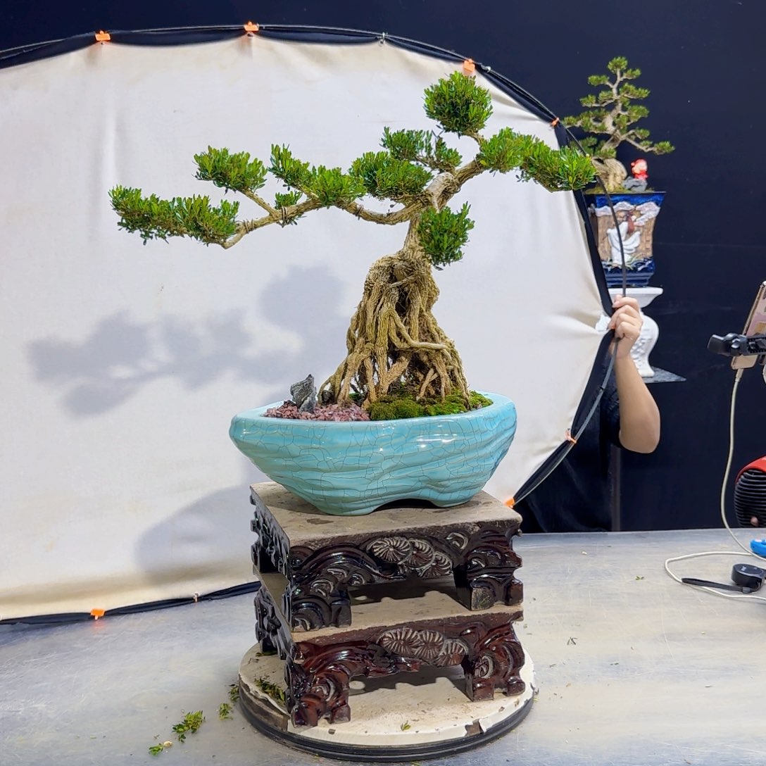 高端皱皮黄杨盆景