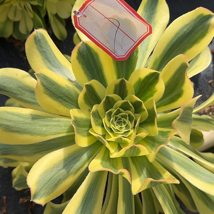 法师锦保时捷7好好看