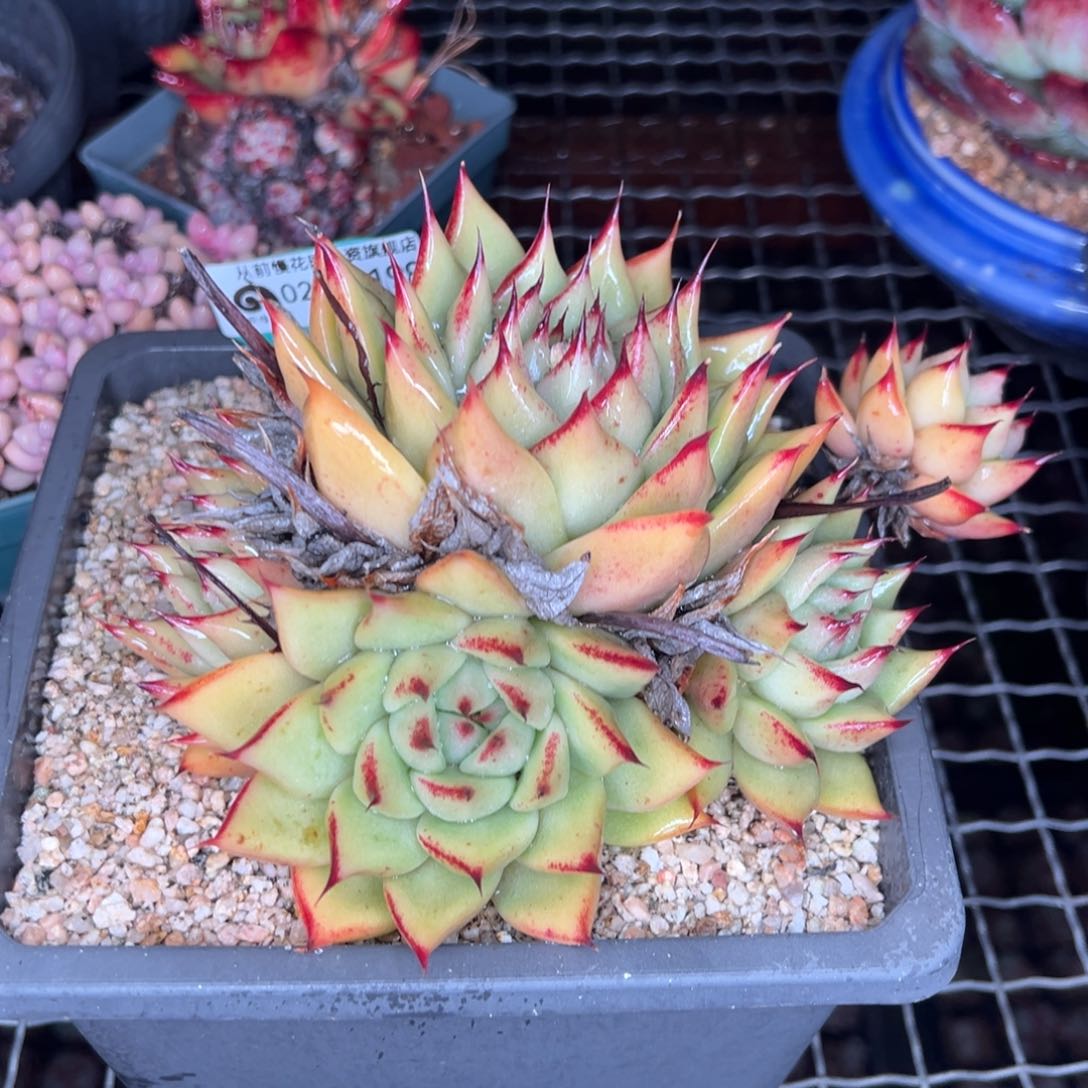 从前慢多肉精选编号0209.199