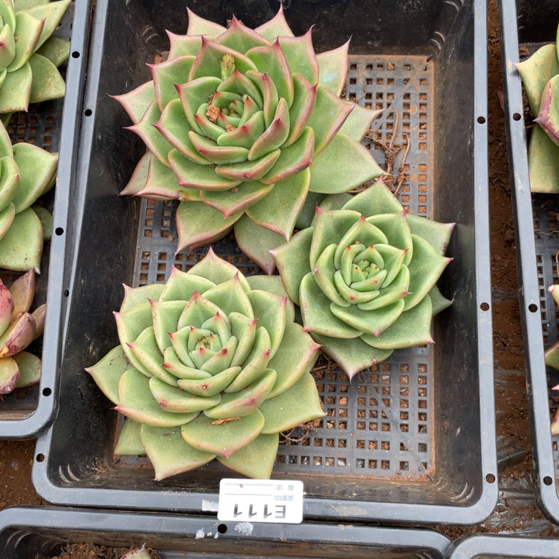 美***园无花朵若如东云组拍E111