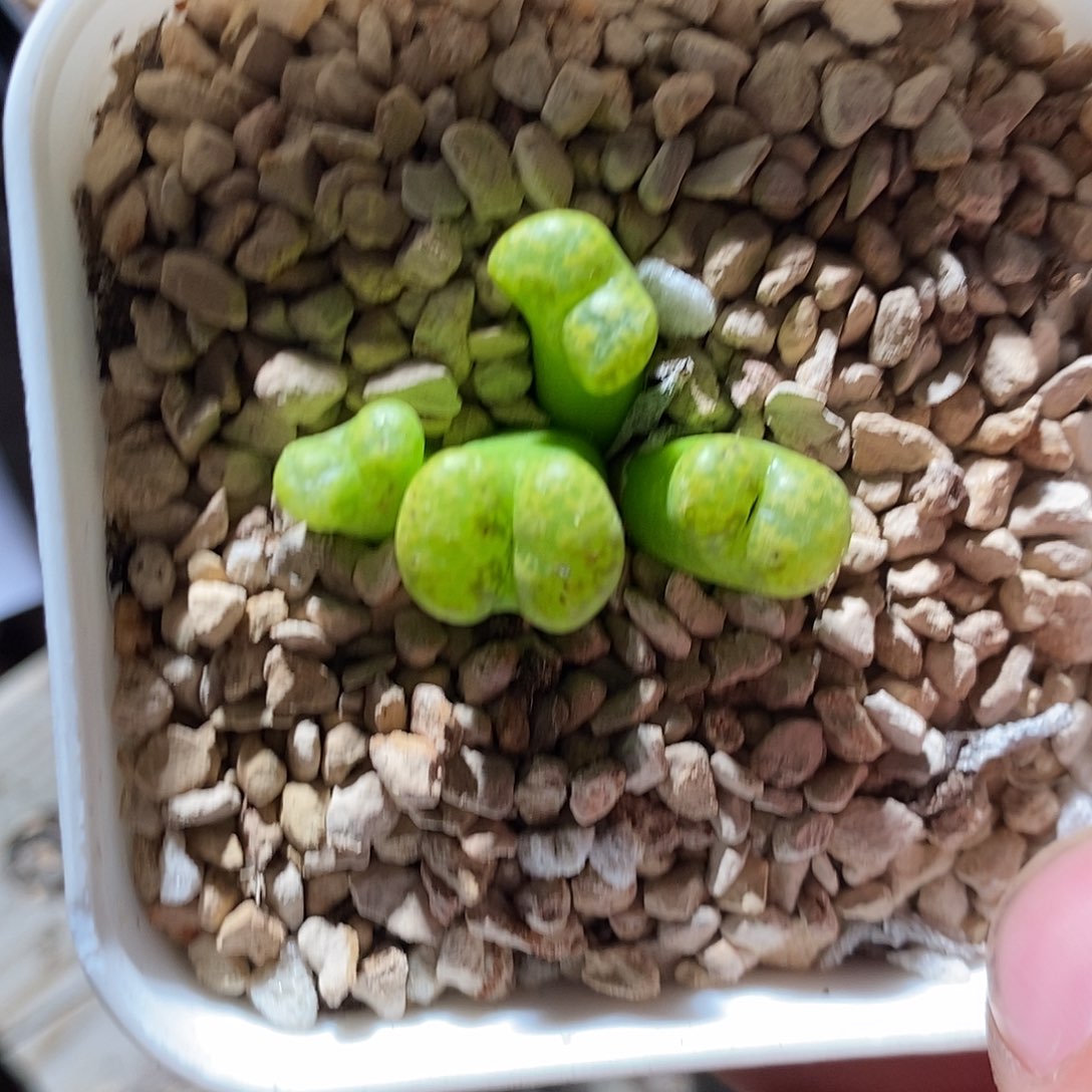 26380。   绿勋章。   