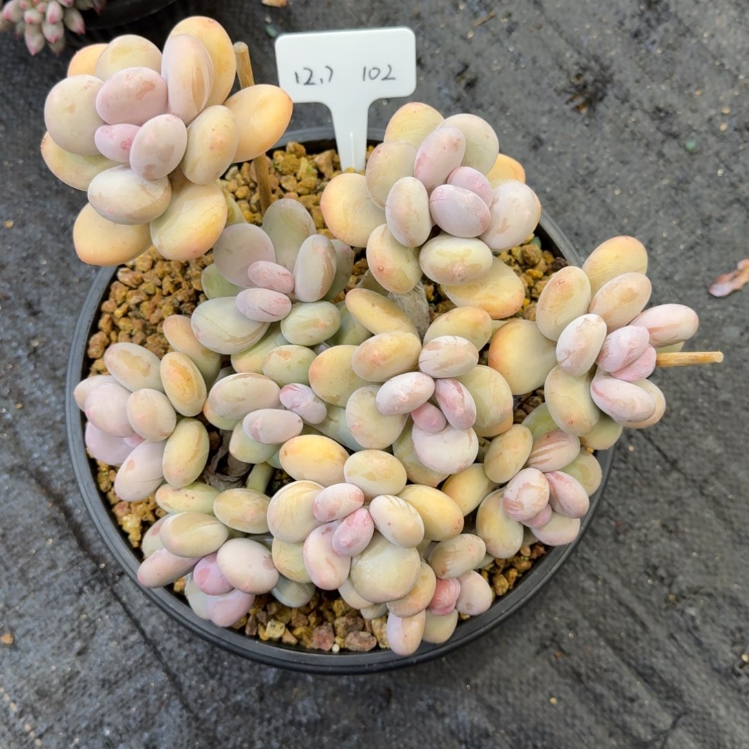 靖***雯一物一拍大叶奶样板102