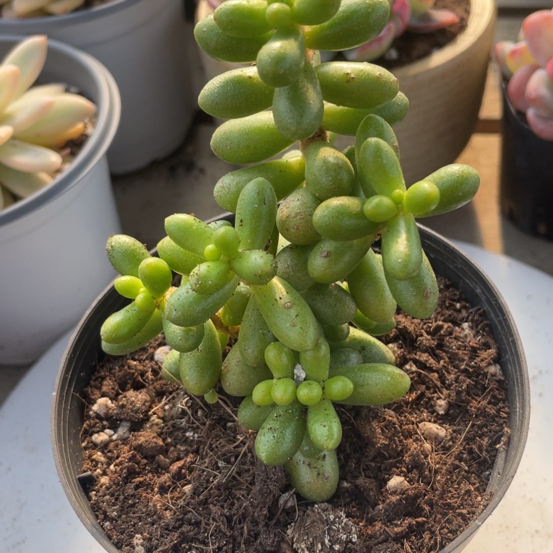 0612  绿龟卵  六月六