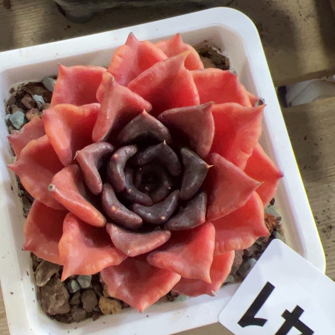 741 满38包邮一物一拍