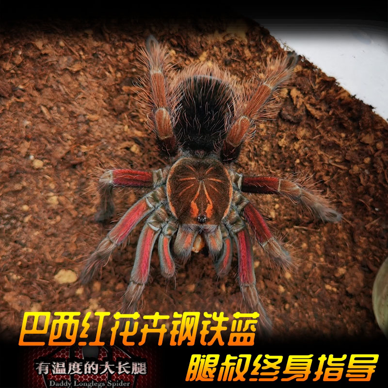 腿叔~ Pamphobeteus Vespertinus巴西红花卉南美大型宠物蜘蛛